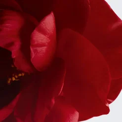 WIRKT VORBEUGEND UND KORRIGIEREND AUF DIE 5 SICHTBAREN ZEICHEN DER HAUTALTERUNG